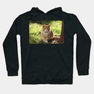 Neighborhood Visitor Cat Portrait Hoodie